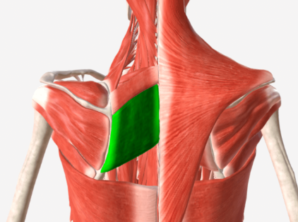 <p>Rhomboid major nerve supply</p>