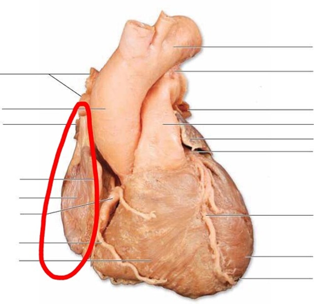<p>Region; hold heart where it sits in chest, wave hand on medial side</p>