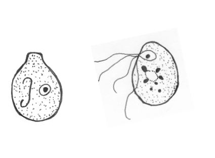 <p><em>Retortamonas intestinalis</em></p>