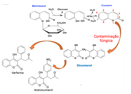 <p>Possui: melilotósido (derivado do ácido orto-cumárico), hidrolisa facilmente originando a cumarina, que em caso de contaminação fúngica do extrato dimeriza formando o dicumarol que pode originar a varfarina e o acenocumarol.</p><p>Dicumarol tem propriedades anticoagulantes por inibir a vit k epóxido redutase, diminuindo a síntese de protrombina e fatores de coagulação.</p><p>Funções: Anti-edematoso (+ débito/retorno venoso e linfático e menos permeabilidade dos capilares ) </p><p>Usado em: insuficiência venolinfática, crise hemorroidária e fragilidade capilar cutânia.</p><p>Contraindicado: para toma conjunta com anticoagulantes, por risco de hemorragia. </p>
