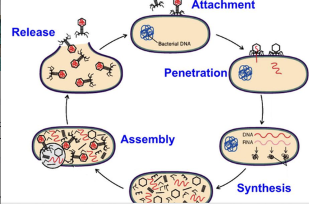 Absorption- attachment of the virus to the host cell
Penetration: viral entry into the cell via fusion of envelope to the plasma membrane, endocytosis, or direct injection
Uncoating: removal of capsid from the genome
Viral genome replication and viral protein synthesis
Virion assembly: packaging of the viral nucleic acid into capsid protein; viral particle is assembled in the cytoplasm of the host
Release: mature virions are released from the host cell via lysis (naked virus) or budding (enveloped virus)
