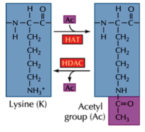 <p>lysine tail is acetylated</p><p>positive charge on lysine is eliminated</p><p>two Hs on the amino end (positive end) of lysine are replaced by an acetyl (Ac) group</p><p>forward reaction requires HAT (histone acetyltransferase) and adds Ac from the lysine</p><p>reverse reaction (deacetylation) requires HDAC (histone deacetylase) and removes Ac from the lysine</p>