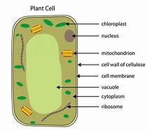 <p>A plant cell contains the cell membrane, cell wall, cytoplasm, nucleus, mitochondria, ribosomes, chloroplasts, and vacuole.</p><p></p>