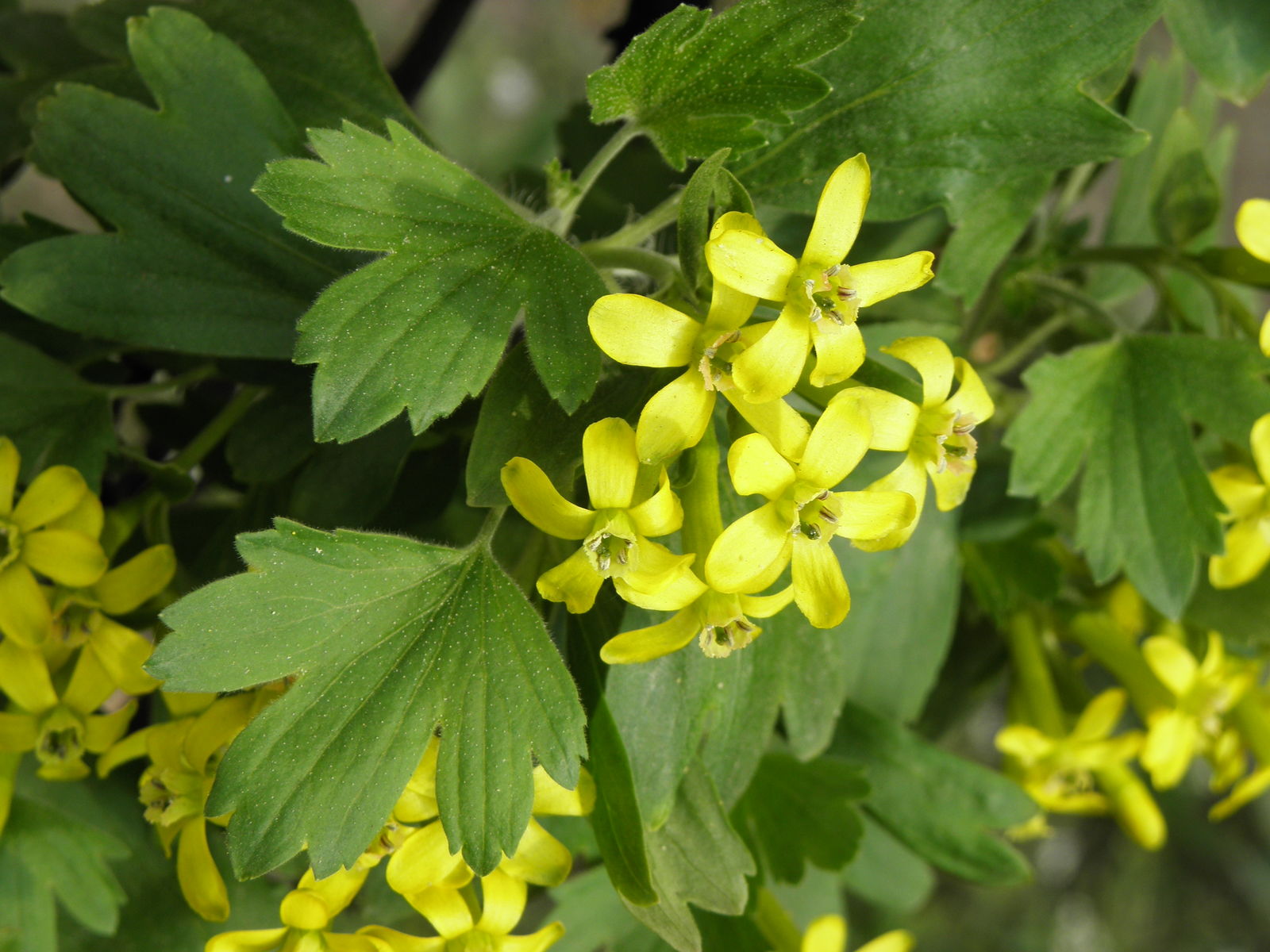 <p>Golden currant</p>