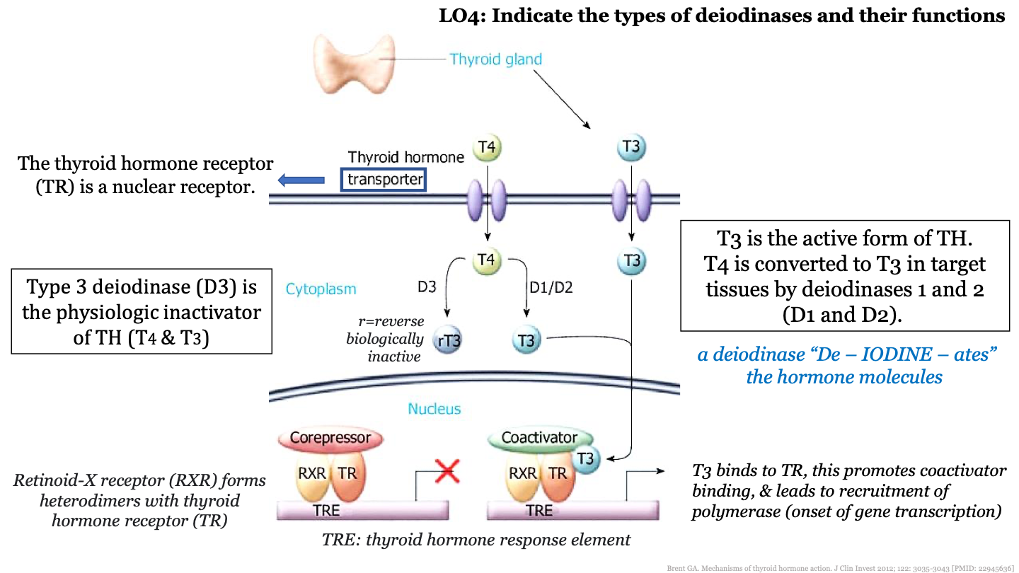 nuclear receptor; it is in the nucleus
