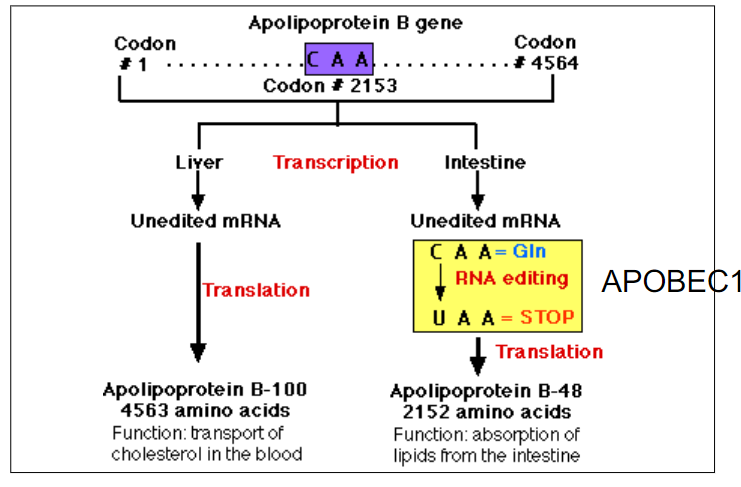 <p>RNA Editing is another mechanism to increase the number of proteins available from a single gene. </p><p>a) true</p><p>b) false </p>