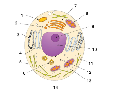 <p><span>What is the name of the structures show in #11?</span></p>