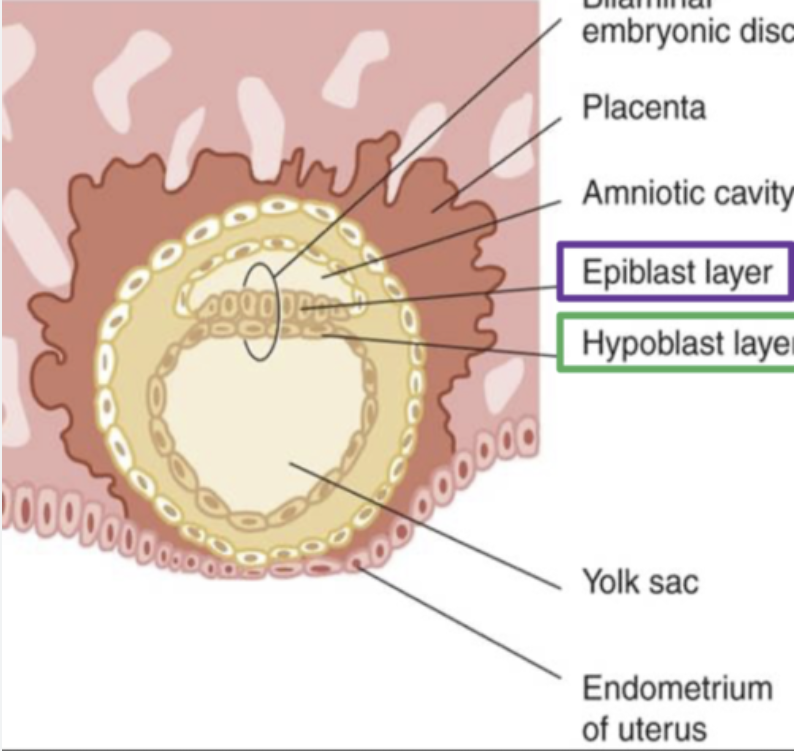 <p>Two-layered structure (epiblast + hypoblast) formed during week 2.</p>