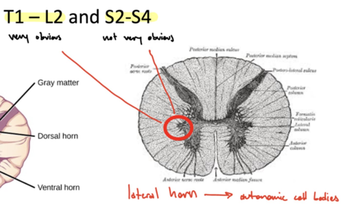 <p>autonomic cell bodies -- central component of the ANS</p>