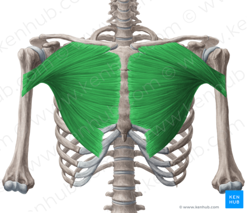 <p>Stora bröstmuskeln</p>