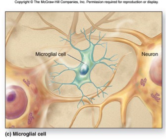 -CNS Immunity
-defend
-help remove bacteria and cell debris from CNS
