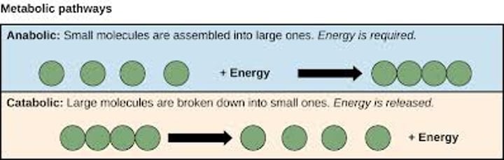 <p>Release energy by breaking down complex molecules into simpler ones i.e. Cellular respiration</p>