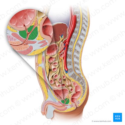 <ul><li><p>largest accessory gland of the male reproductive system (produces prostatic fluid that helps to nourish and transport sperm)</p></li><li><p>firm, walnut shaped </p></li><li><p>surrounds the prostatic urethra</p></li><li><p>base closely related to the neck of the bladder</p></li><li><p>posterior to the pubic symphysis </p></li><li><p>anterior to the rectum </p></li><li><p>superior to the levator ani</p></li></ul><p></p>