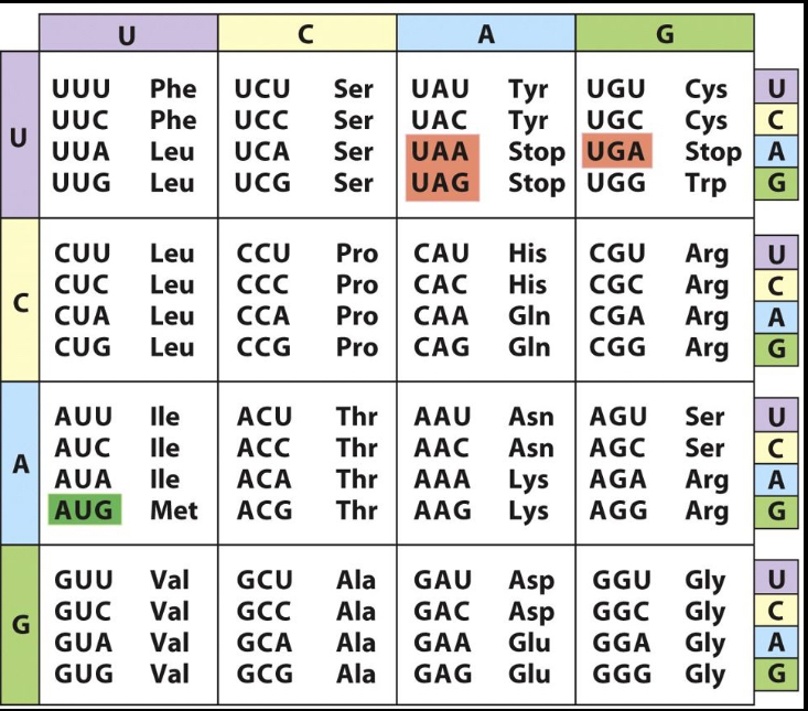 <p>What anticodon would you find on a tRNA carrying Asp?</p><p>A. 5'-GAU-3'</p><p>B. 5'-GAC-3'</p><p>C. 5'-UAG-3'</p><p>D. 5'-CUA-3'</p><p>E. 5'-AUC-3'</p><p>A and B</p>