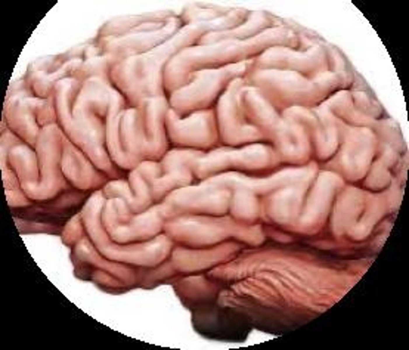 <p>Cerebral cortex, hippocampus, amygdala, and cerebellum</p>