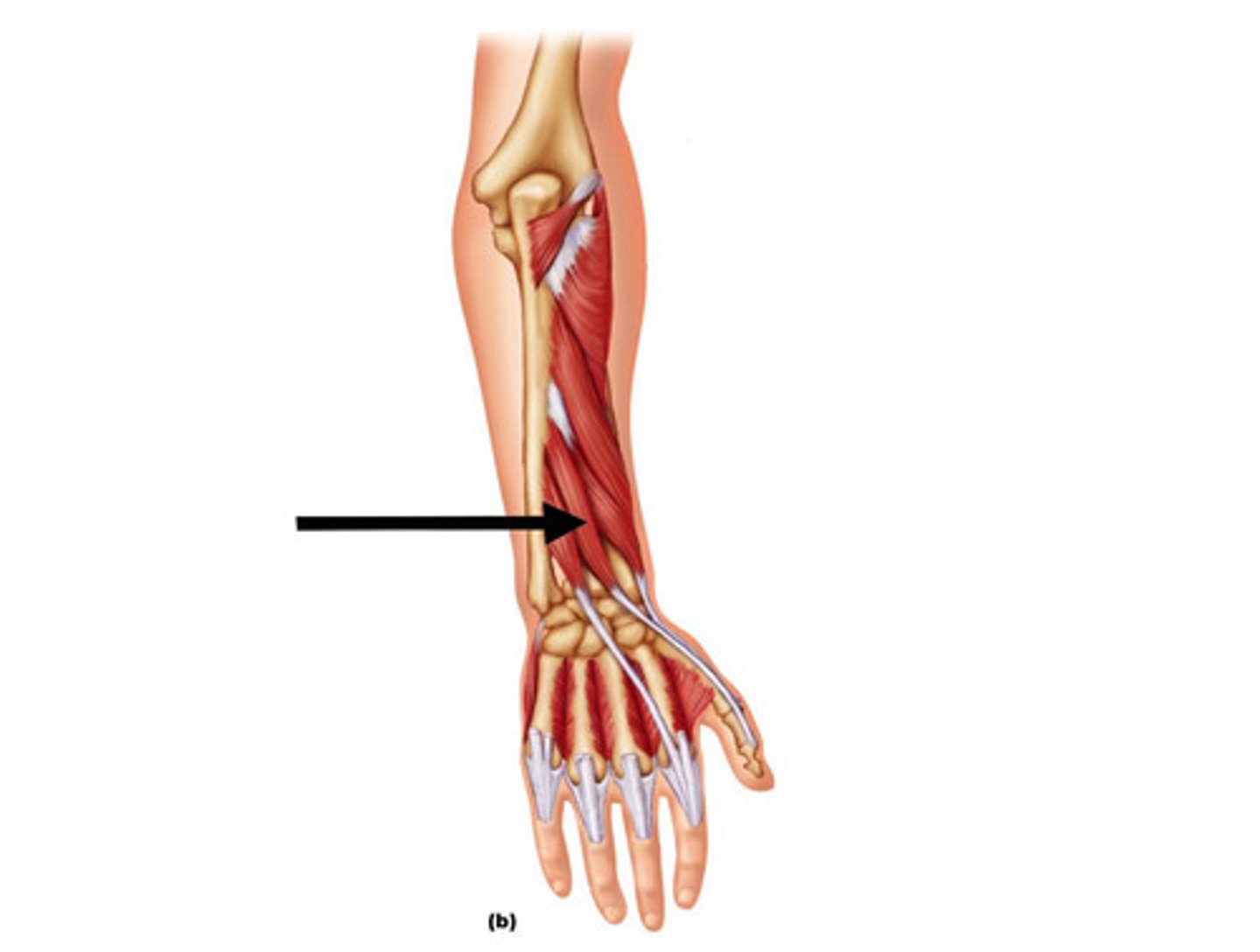 <p>Extends thumb</p>