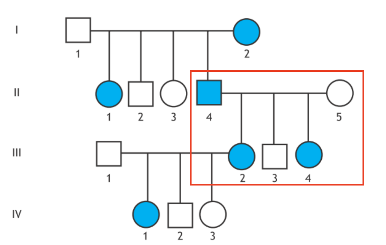 <p>Di truyền trội NST X</p><ul data-type="taskList"><li data-checked="true" data-type="taskItem"><label><input type="checkbox" checked="checked"><span></span></label><div><p>Ô đỏ: bố đẻ ra 2 con gái đều mắc bệnh</p></div></li></ul><p></p>
