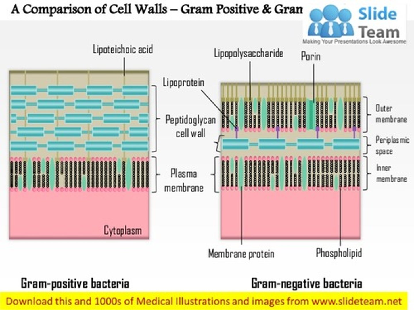 <p>(C) Cell Wall</p><p>The Cell Wall is what differentiates gram-positive and gram-negative bacteria.</p>