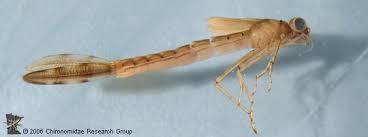 <p>Significantly longer than all earlier Odonata nymphs, paler, eyes WIDE apart, little fans at the end of tail, undeveloped wings on back, six legs</p>