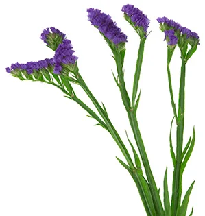 <p><img src="https://www.samisachaflowers.com/media/bulk-statice-purple.jpg" alt="Statice Lavender | Sami Sacha Flowers"></p>