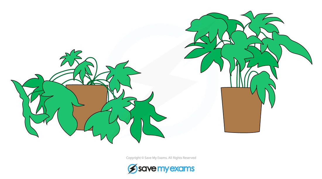<p>Define wilting.</p>