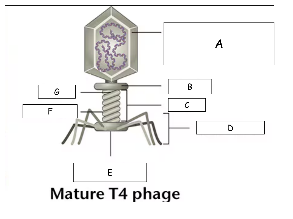 <p>(See Mature T4 Phage.png) D?</p>