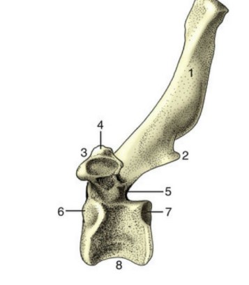 * Where ribs articulate
* Very elongated dorsal spinous processes, short transverse processes
* Vary in # depending on species