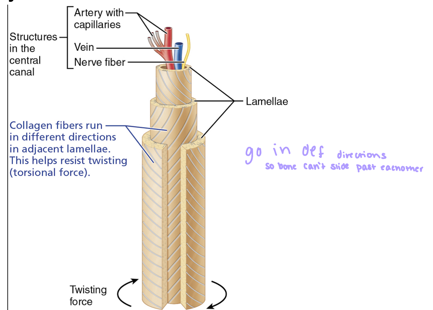 <p>structural unit of compact bone, helps bone withstand pressure and stress (change osteon, change bone function)</p>