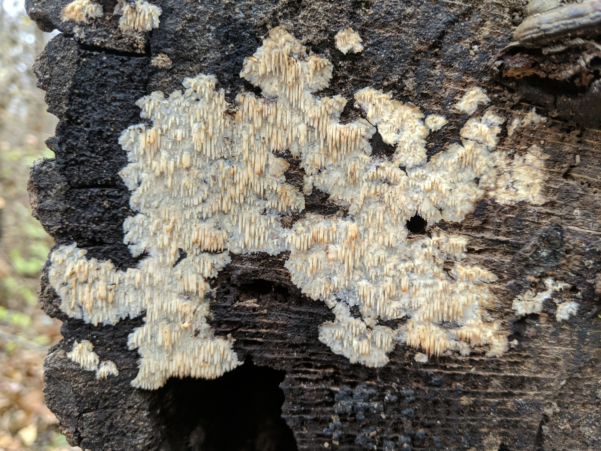 <p>What fungus is this? (Scientific name)</p>