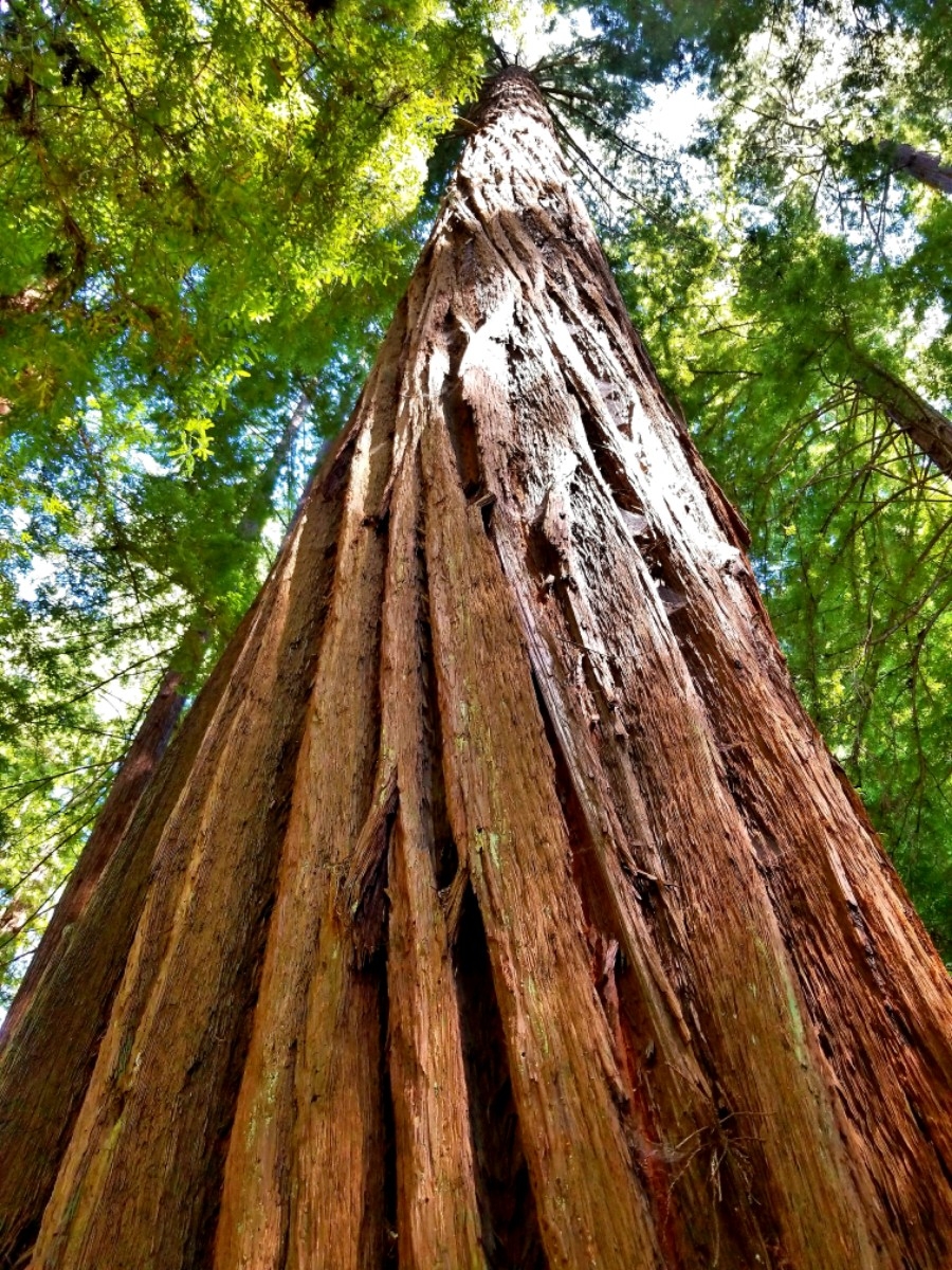 <p>Coast Redwood</p>