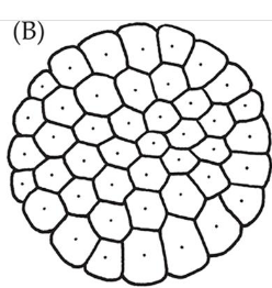 <p>Solid ball of blastomeres</p>