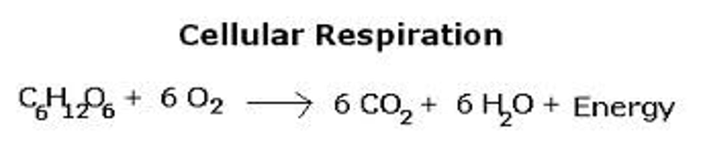 <p>C6H12O6 + 6O2 ——&gt; 6H2O + 6CO2 + ATP</p>