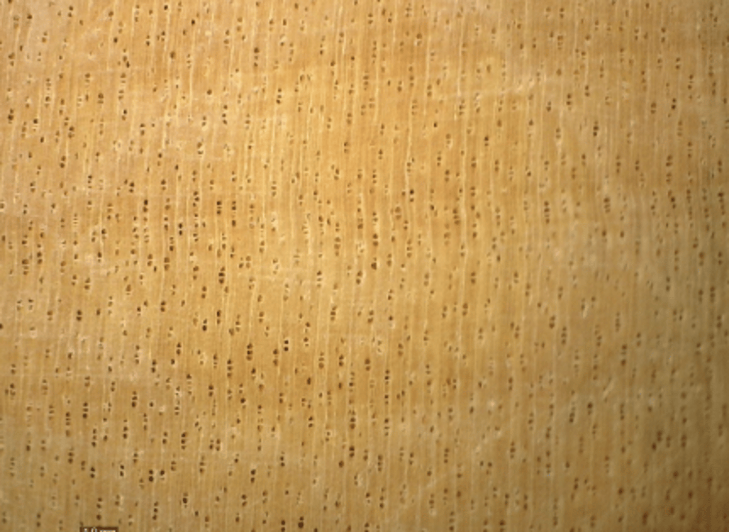 <p>Numerous small pores; indistinct parenchyma; pores only visible under the hand lens</p>