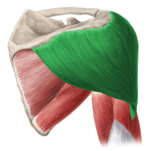 <p><span>Oorsprong:</span><span><br></span><span>Voorste vezels: buitenste derde clavicula</span><span><br></span><span>Middelste vezels: acromion</span><span><br></span><span>Achterste vezels: spina scapulae</span><span><br></span><span>Aanhechting: Lateraal op de humerus</span><span><br></span><span>Functie: Krachtige abductie van de humerus</span><span><br></span><span>Voorste vezels geven eveneens een anteflexie en inwendige rotatie</span><span><br></span><span>Achterste vezels geven retroflexie en uitwendige rotatie</span></p><p><span>glenohumeraal</span></p>