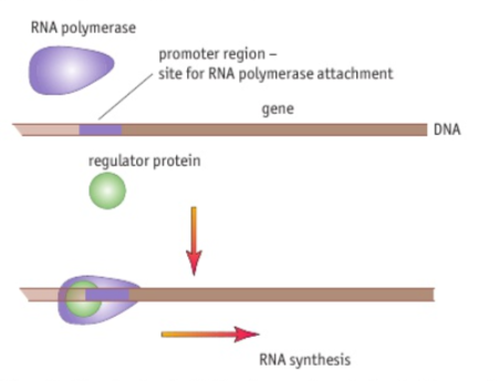 <p>Complete the sentence:</p><p>Transcription of a gene can be _________ by protein re_______ molecules attaching to the DNA of the promotor _____, blocking the at_________t site. In addition, protein repressor molecules can ______ to the regulator proteins themselves, _________ them from attaching. In either case, the gene is switched off: it is not t_________ within this cell.</p>