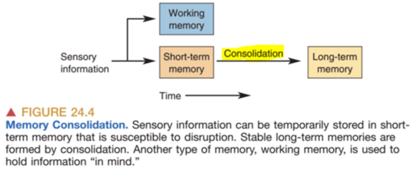 <p>Conversion of a short-term memory to a long-term memory</p>