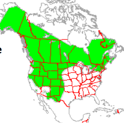 <p>Which species fits the following habitat and management concerns?</p><p><br>Habitat: Diverse; northern conifer forests, alpine, desert chaparral; widespread in western ½ of U.S. except SW</p><p>Management issues: Damage to timber trees; salt craving leads to chewing on houses, cars, wood, etc.</p>