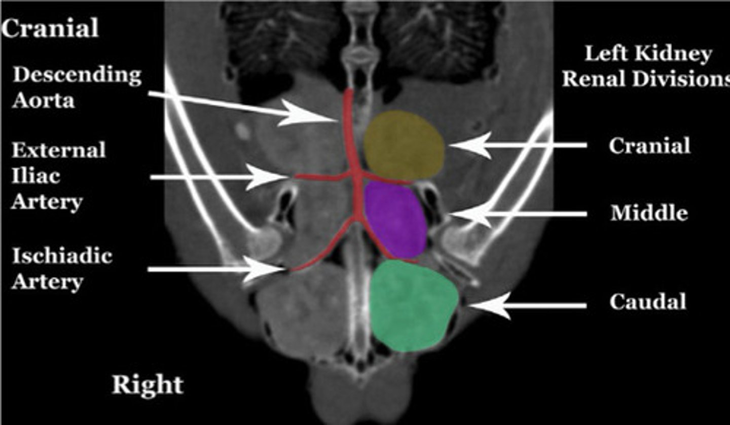 <p>Bird kidneys are composed of (one/several) lobe(s)</p><p>Why is US'ing them difficult?</p><p>What types of nephrons do they have and what % do they make up?</p><p>Is their urine concentrated?</p>