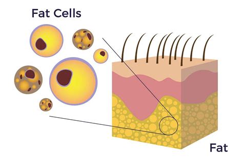 <p>lipo (root)</p>