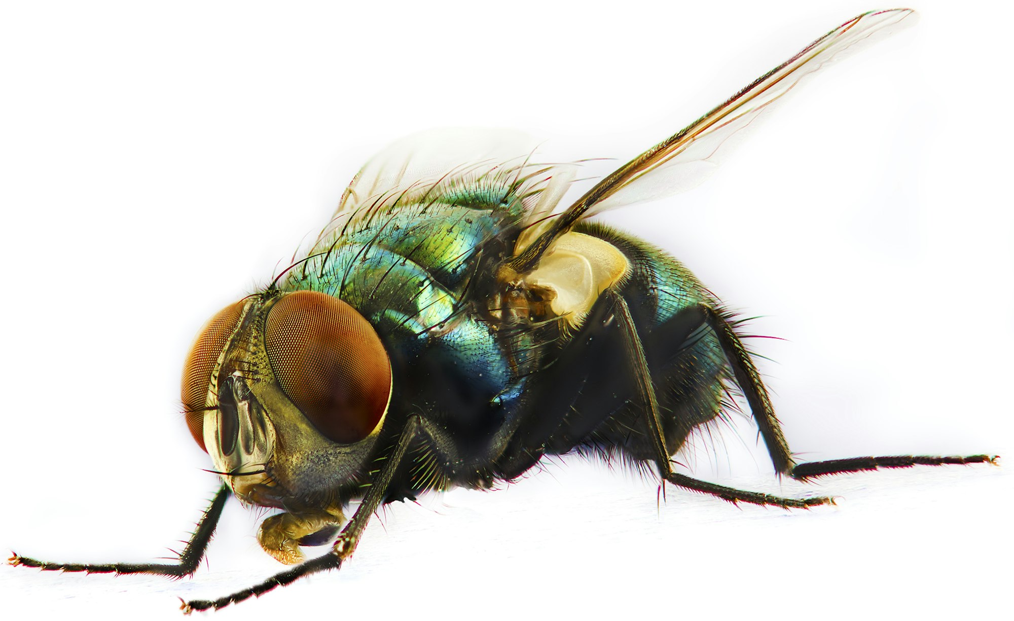 <p>fly</p>