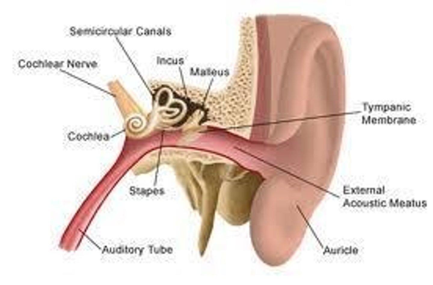 <p>First part of ear exam; Visual inspection; Equipment used: Otoscope; Observe the state of the canal and ear drum</p>