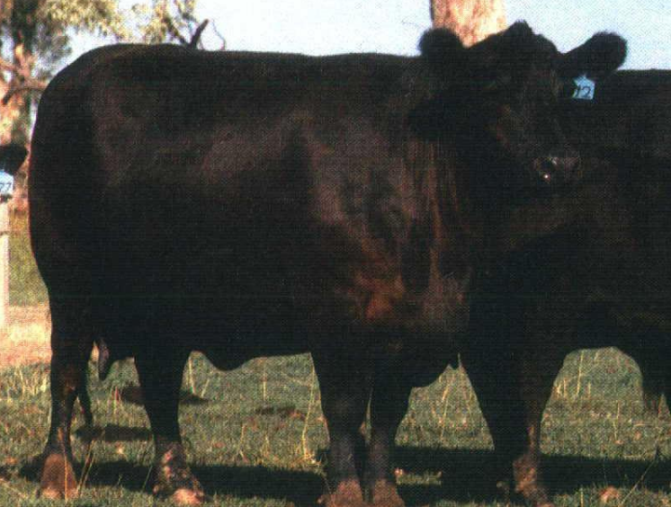 <p>Identify the breed, type, and country of origin</p>