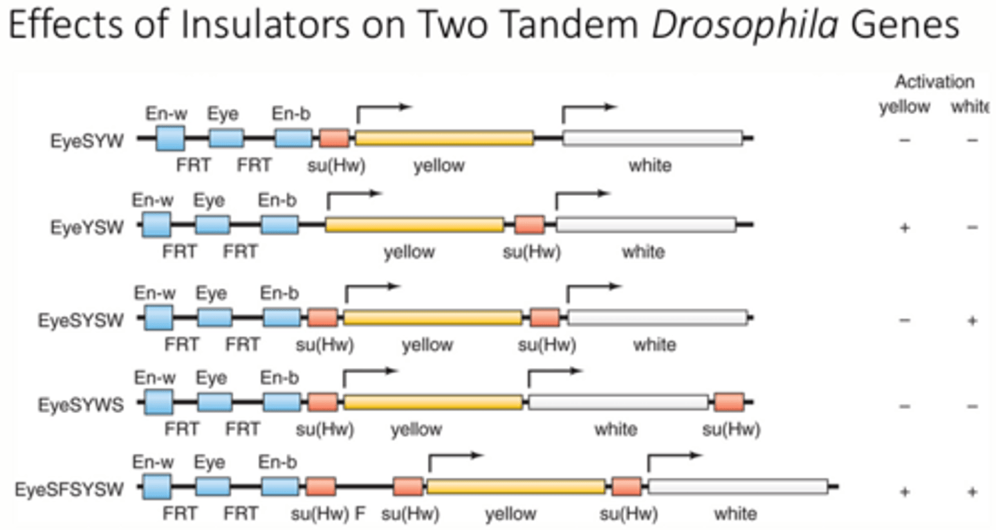 <p>1 - insulator blocks both color genes</p><p>2 - insulator blocks only the white gene</p><p>3 - insulator blocks only the yellow gene</p><p>4 - insulator blocks both color genes</p><p>5 - neither color gene is blocked</p>