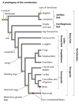 <p>analogous traits evolve more than once independently in different groups. homologous traits evolve once in the common ancestor and are maintained. Which of these statements are true? Select all that apply.</p><p>lungs are an analogous trait of lungfish and salamanders.</p><p>walking legs are a homologous trait of tetrapods.</p><p>four-chambered heart is an analogous trait of birds and mammals.</p>