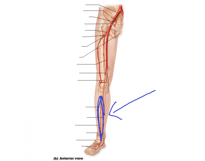 <p>the branch of the popliteal artery that extends forward through the knee to supply the anterior aspect of the calf</p>