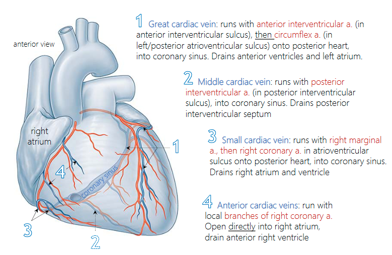 <p>(1)</p><ul><li><p><span>runs with the anterior interventricular a. &amp; circumflex a.</span></p></li><li><p><span>Drains the anterior ventricles and left atrium.</span></p></li><li><p><span>Drains into the coronary sinus</span></p></li></ul><p></p>