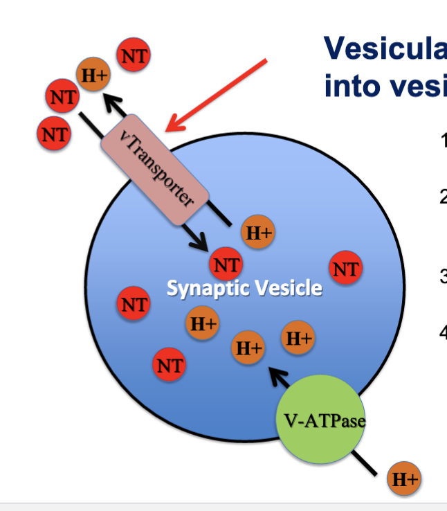 vesicular NT transporter (vTransporter)

* pumps NTs into the vesicle by coupling the pumping of protons out of the vesicle
* V-ATPase- pumps protons into the vesicle so the vTransporter can function. Uses ATP hydrolysis