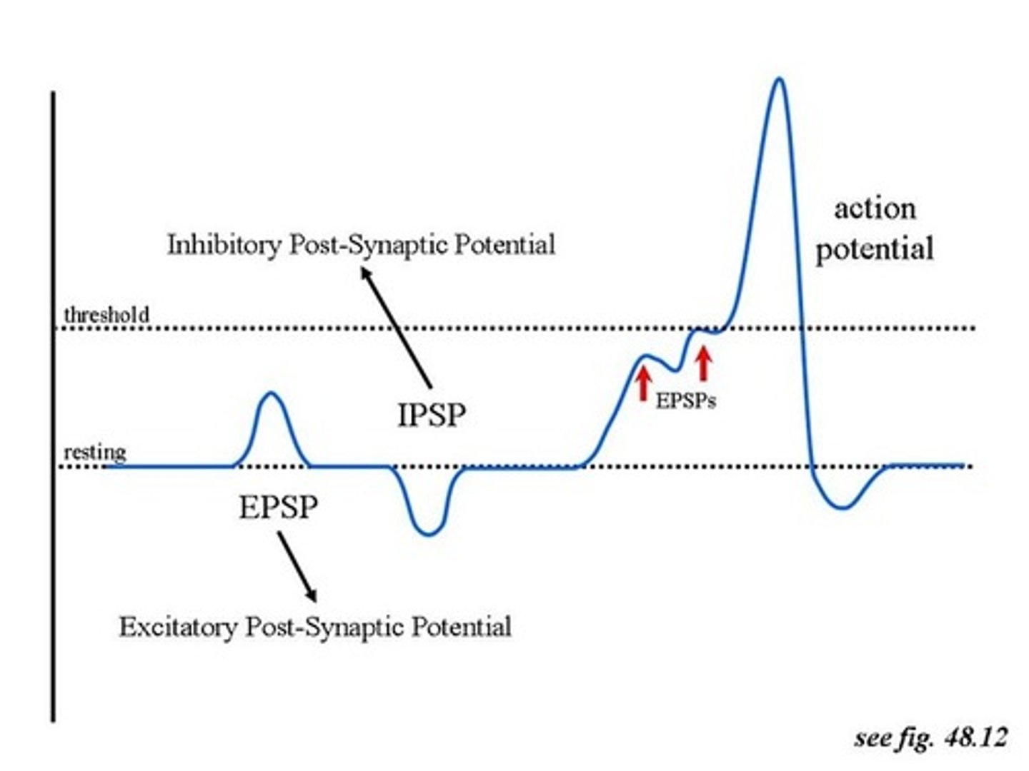 <p>When impulses are released from several different presynaptic neurons.</p>