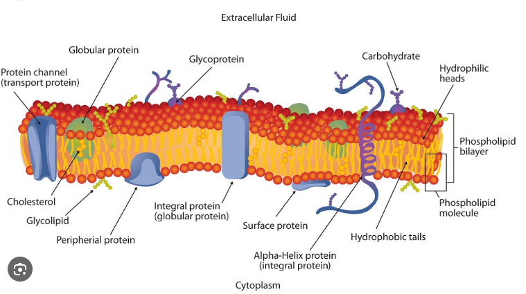 <ul><li><p>Membranes are not rigid, with molecules locked in place</p></li><li><p>Instead molecules are in constant motion (Fluid Part)</p></li><li><p>Membrane consists of a fluid phospholipid bilayer - proteins embedded into it float freely</p></li><li><p>There are many types of proteins, lipids and carbohydrates embedded in the membrane (Mosiac Part)</p></li></ul><p></p>