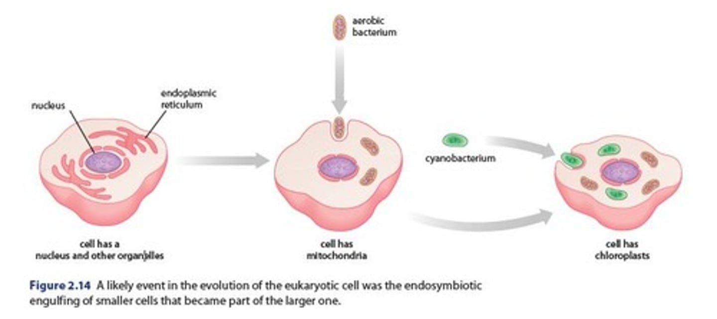 <p>Evidence of a second engulfing event in evolution.</p>